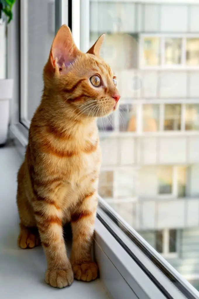 tabby kitten