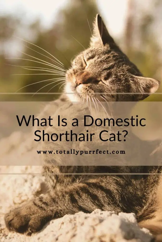 What is a domestic shorthair cat