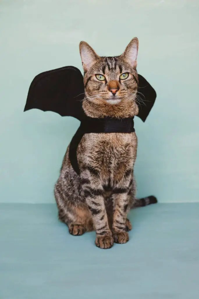 Halloween Costumes For Cats 