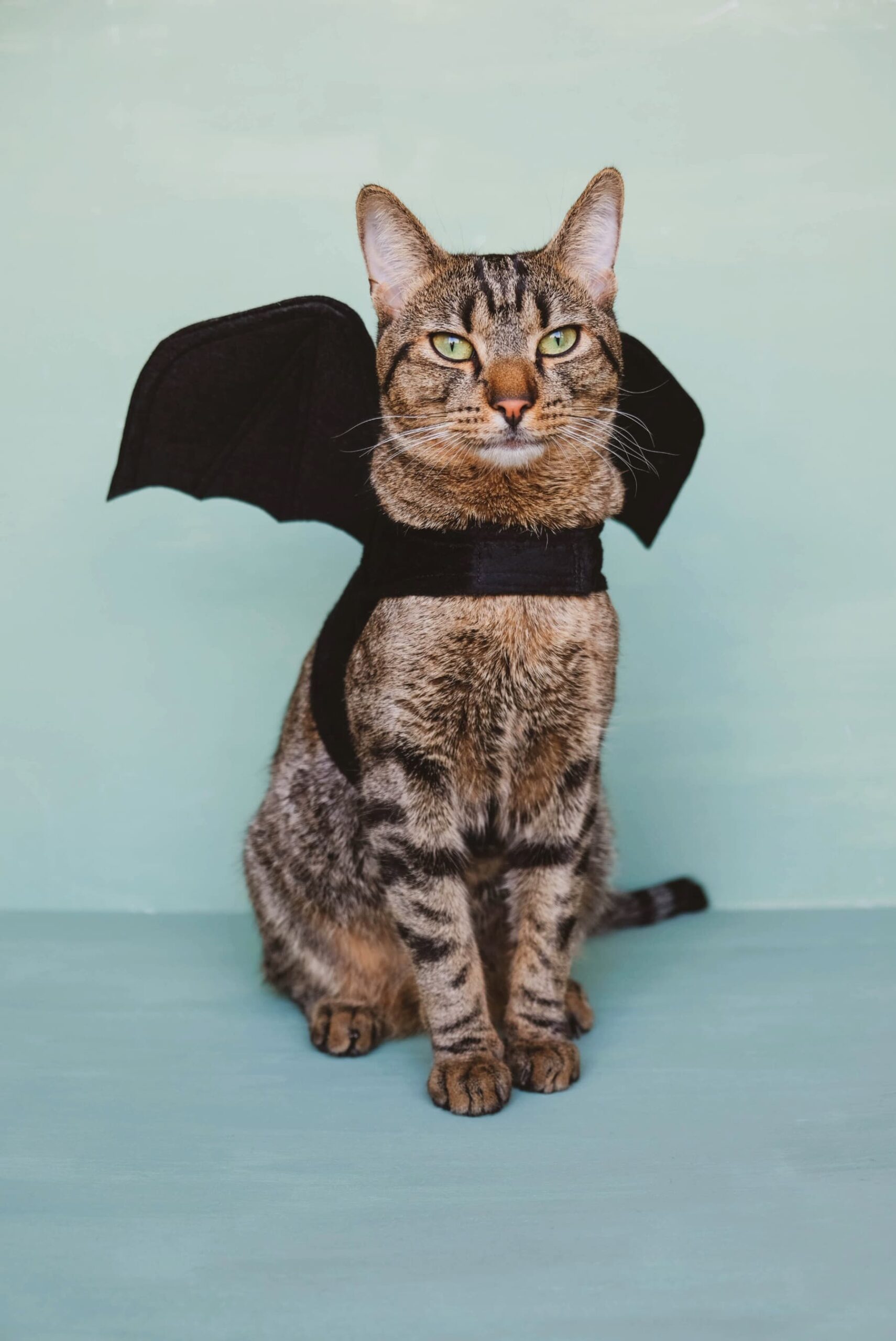 13 (Epic!) Halloween Costumes For Cats in 2023 Totally Purrfect