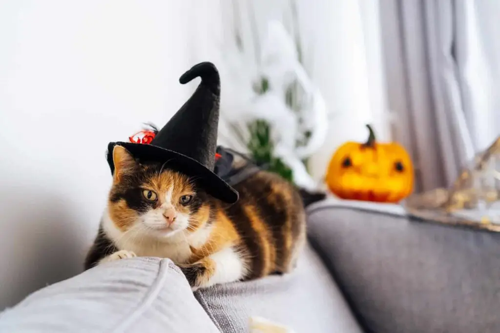 Halloween Costumes For Cats