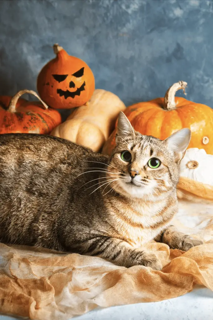 Halloween cat