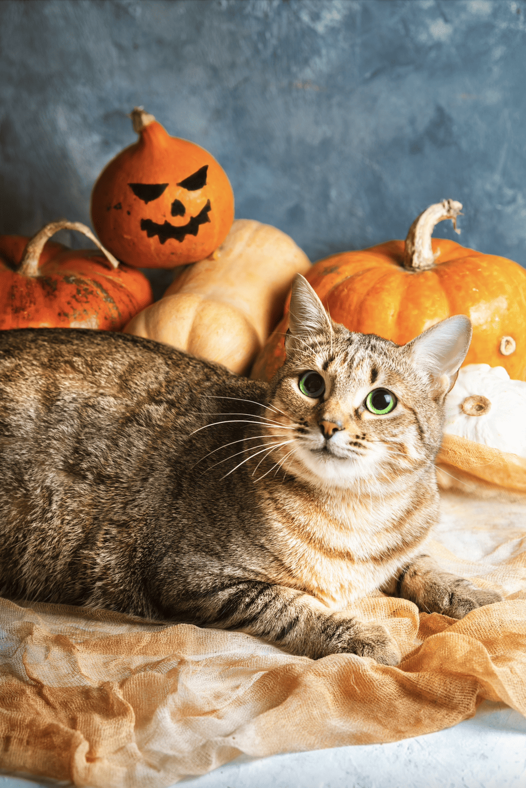 13 (Epic!) Halloween Costumes For Cats in 2023 Totally Purrfect