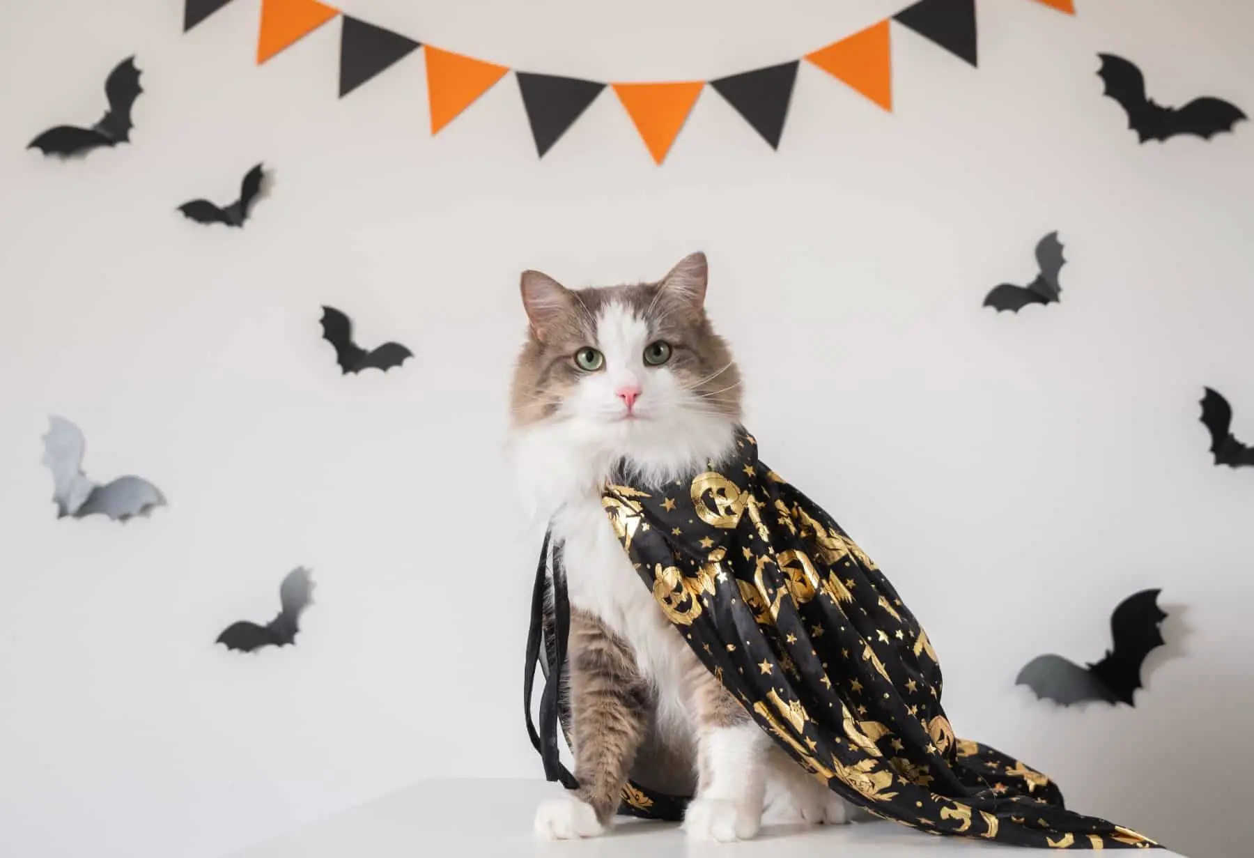 Halloween Costumes For Cats