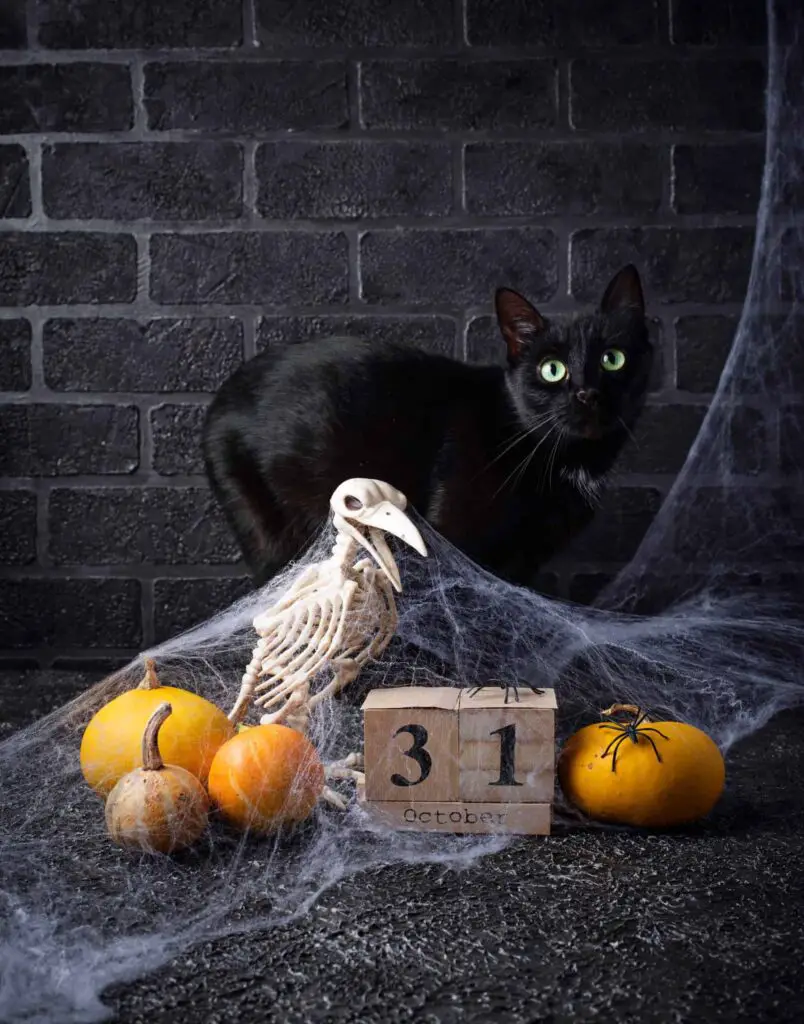 Cats on Halloween