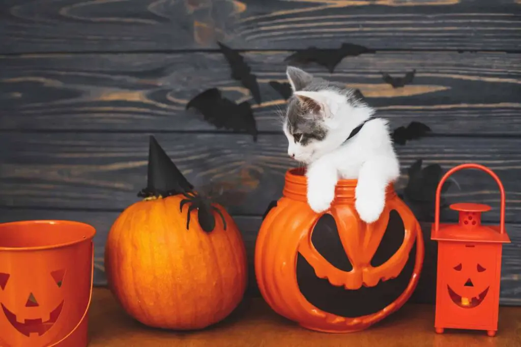 What Can I Dress Up My Cat As For Halloween?