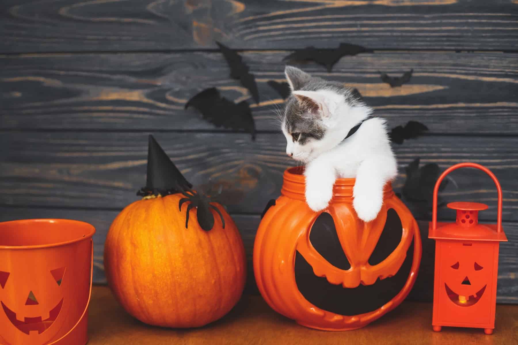 13 (Epic!) Halloween Costumes For Cats in 2023 Totally Purrfect