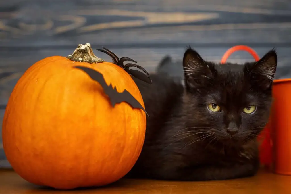 Halloween Costumes For Cats