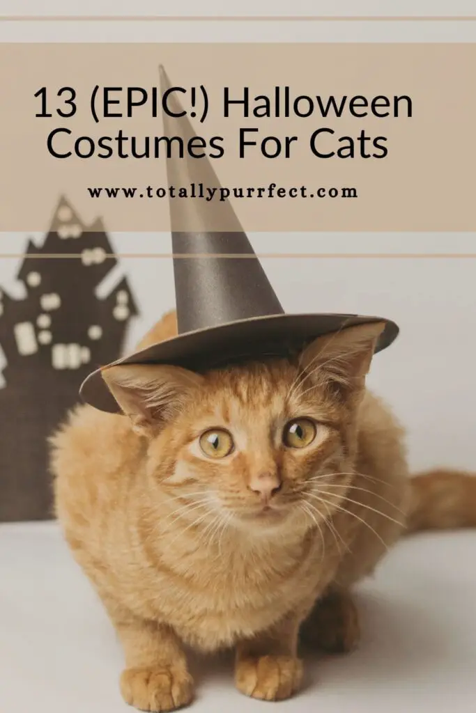 Halloween Costumes For Cats 