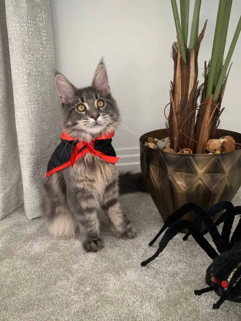 Maine Coon Halloween Costume