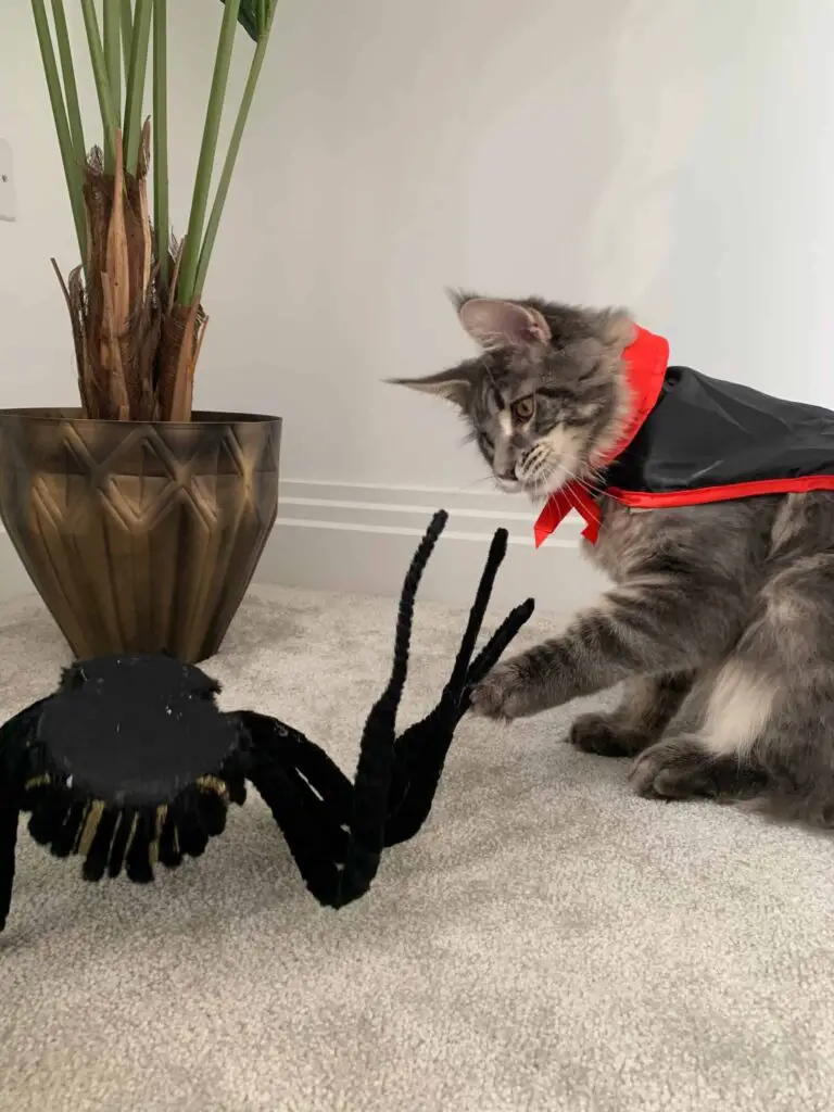 Maine Coon Halloween Costume